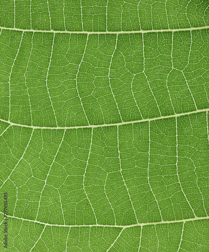 green leaf background, leaf texture and structure green leaf background, leaf texture and structure