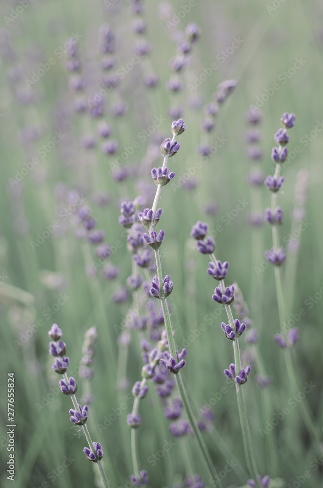 Fototapeta premium Lavender beautiful flowers
