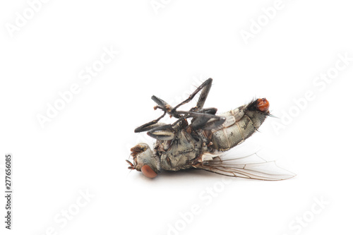 The Housefly dead on White background in Thailand and Southeast Asia.