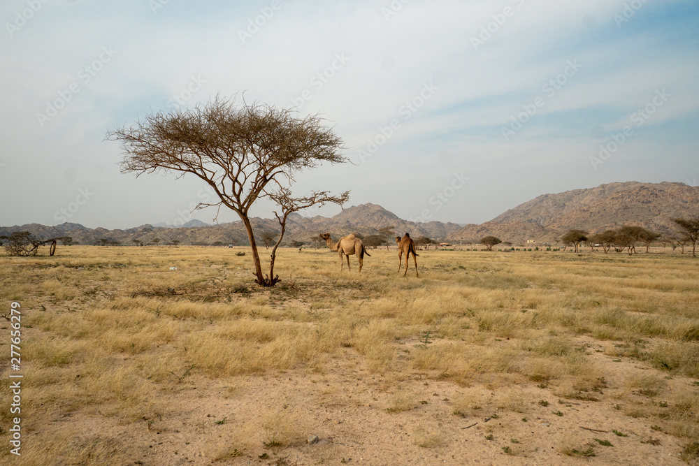 Wild camels on grassland in Taif Region, Saudi Arabia Wild camels on grassland in Taif Region, Saudi Arabia