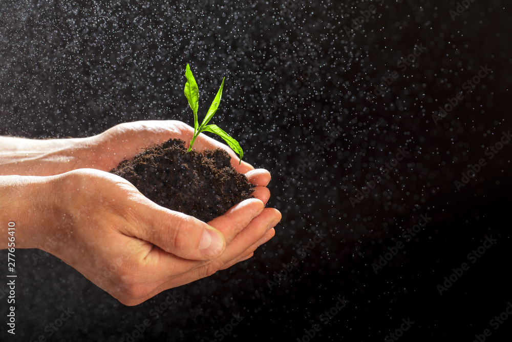 World environment day concept:The mans hand holding a small tree. Two hands holding a light green tree. holding seedlings isolate.Seedlings are growing in the days ahead.- Image World environment day concept:The mans hand holding a small tree. Two hands holding a light green tree. holding seedlings isolate.Seedlings are growing in the days ahead.- Image