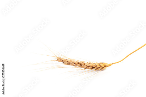 Wheat ears close up on white background .