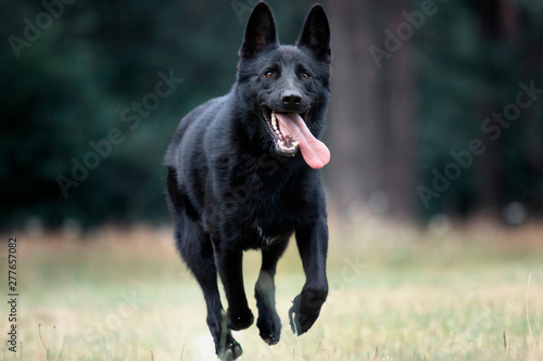 dog black german shepherd jumping on the grass © Happy monkey