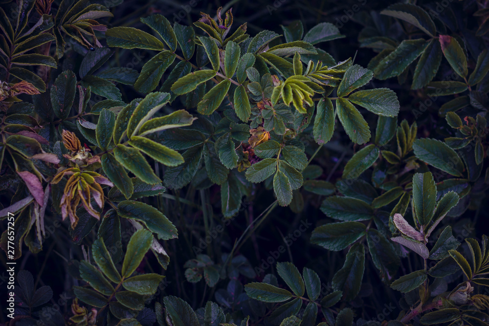 background with green leaves background with green leaves