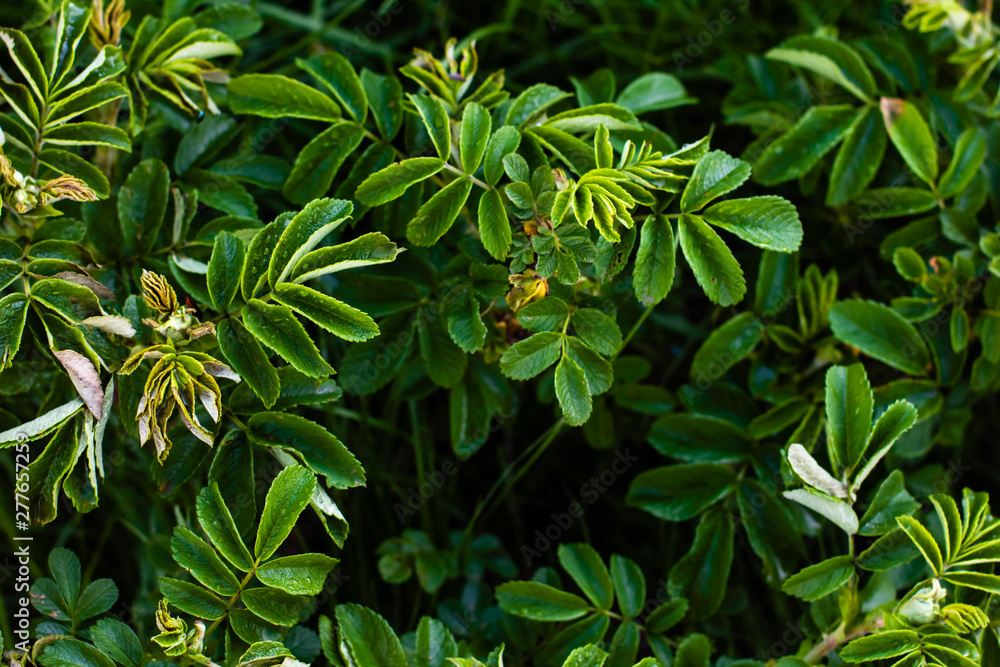 background with green leaves background with green leaves