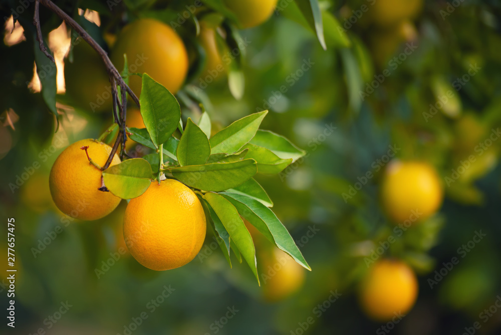 Orange garden with fruit