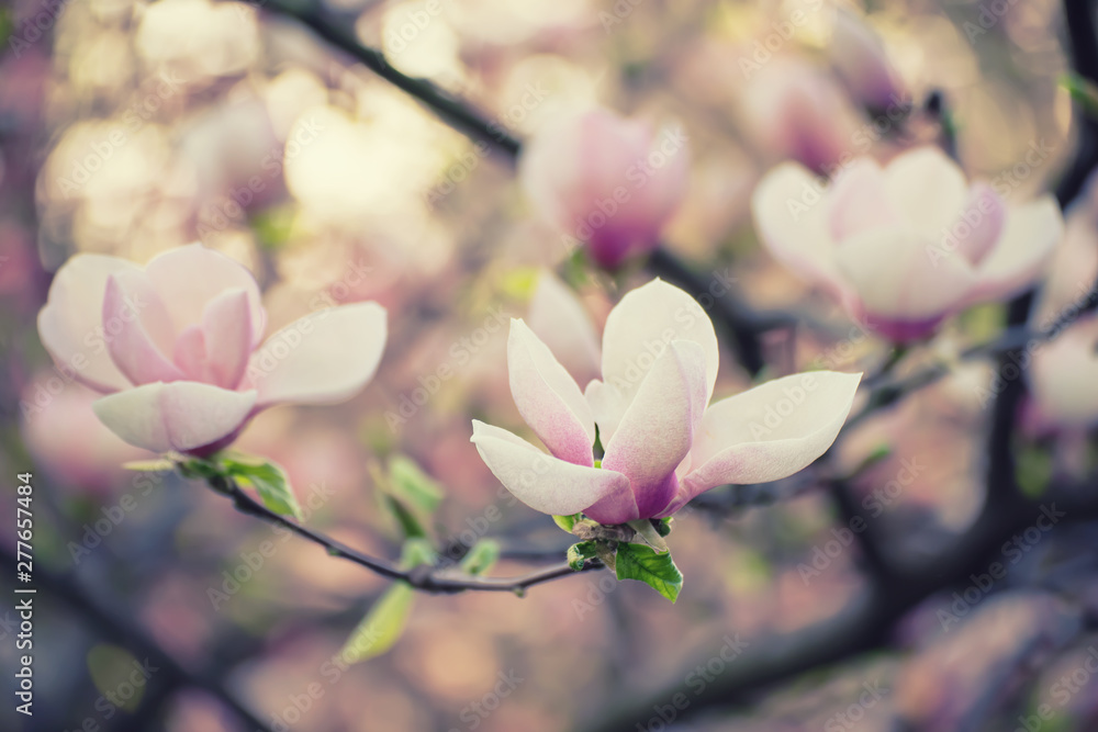 Magnolia spring flowers
