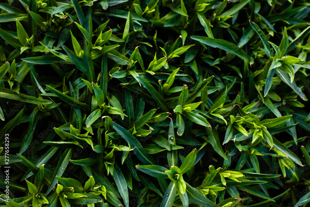 Fototapeta premium green plant in the garden