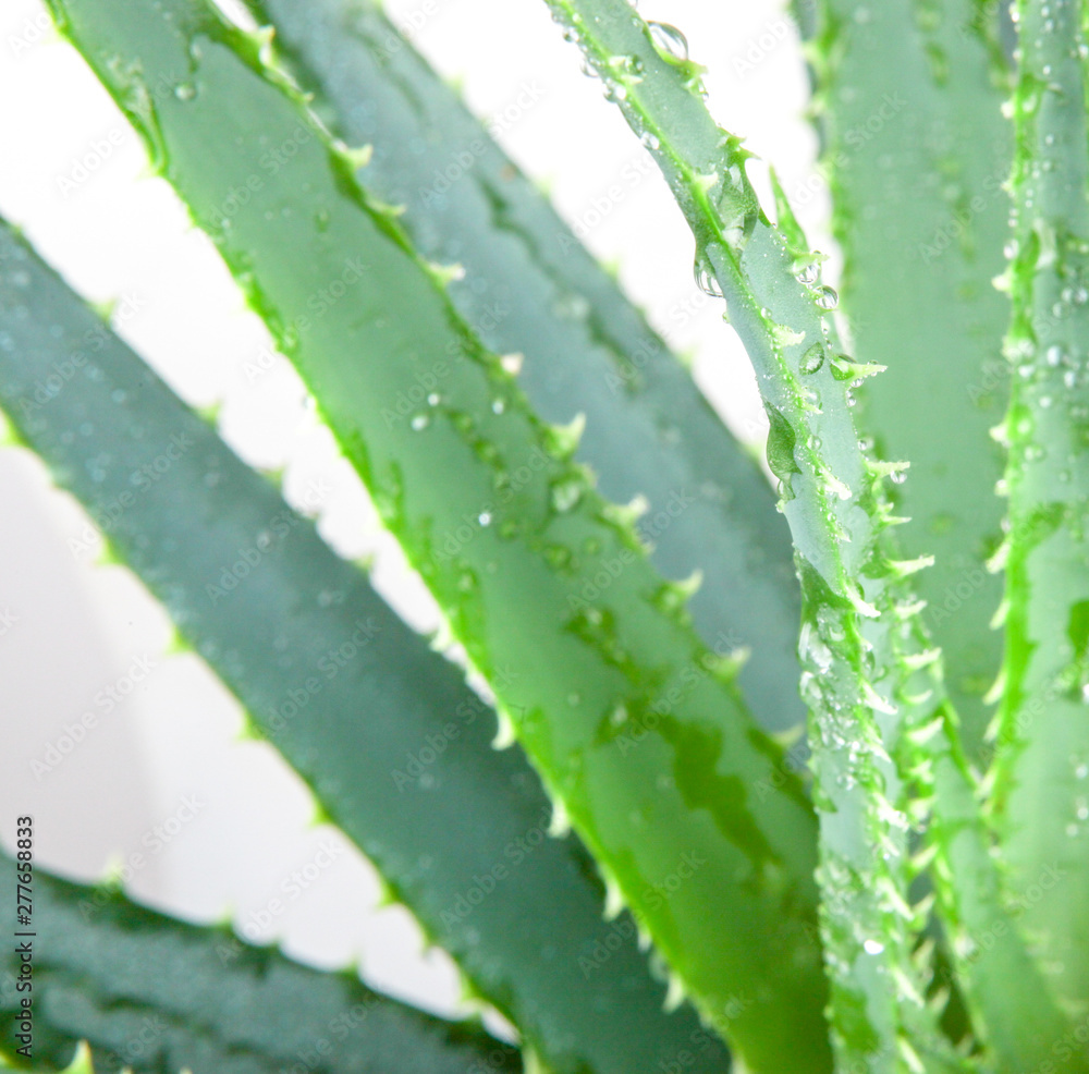 Aloe vera Has Been Widely Grown As An Ornamental Plant. The Species Is Popular With Modern Gardeners As A Putatively Medicinal Plant And For Its Interesting Flowers, Form, And Succulence. Aloe vera Has Been Widely Grown As An Ornamental Plant. The Species Is Popular With Modern Gardeners As A Putatively Medicinal Plant And For Its Interesting Flowers, Form, And Succulence.
