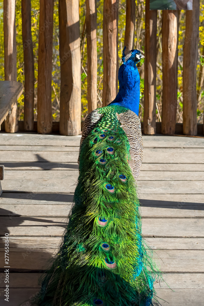 Obraz premium Peacock on the fence on a bright sunny day