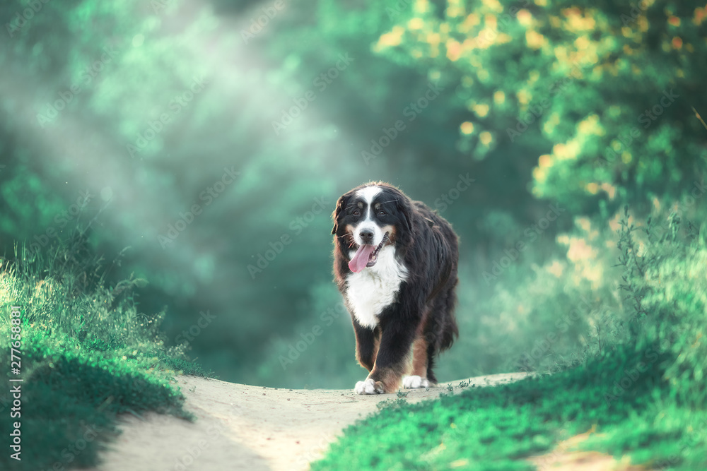 Big dog walking through the forest. Dog in the grass in the park. Berner Sennenhund. Big dog walking through the forest. Dog in the grass in the park. Berner Sennenhund.