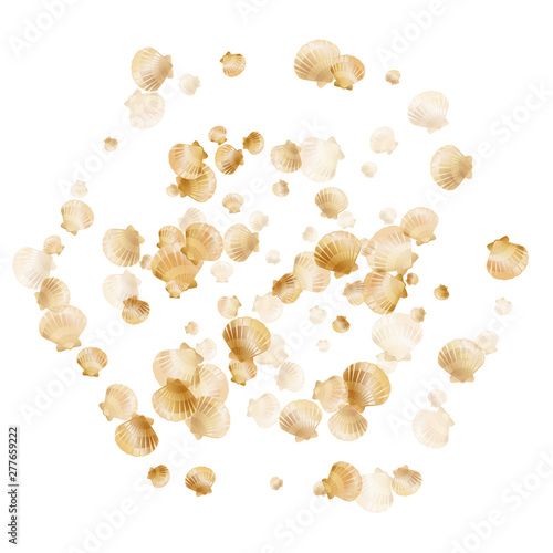 Aquarium scallop, bivalve pearl shell, marine mollusk isolated on white wild life nature background.