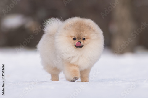 Pomeranian puppy walks in the snow and licks his nose © Надежда Шилова