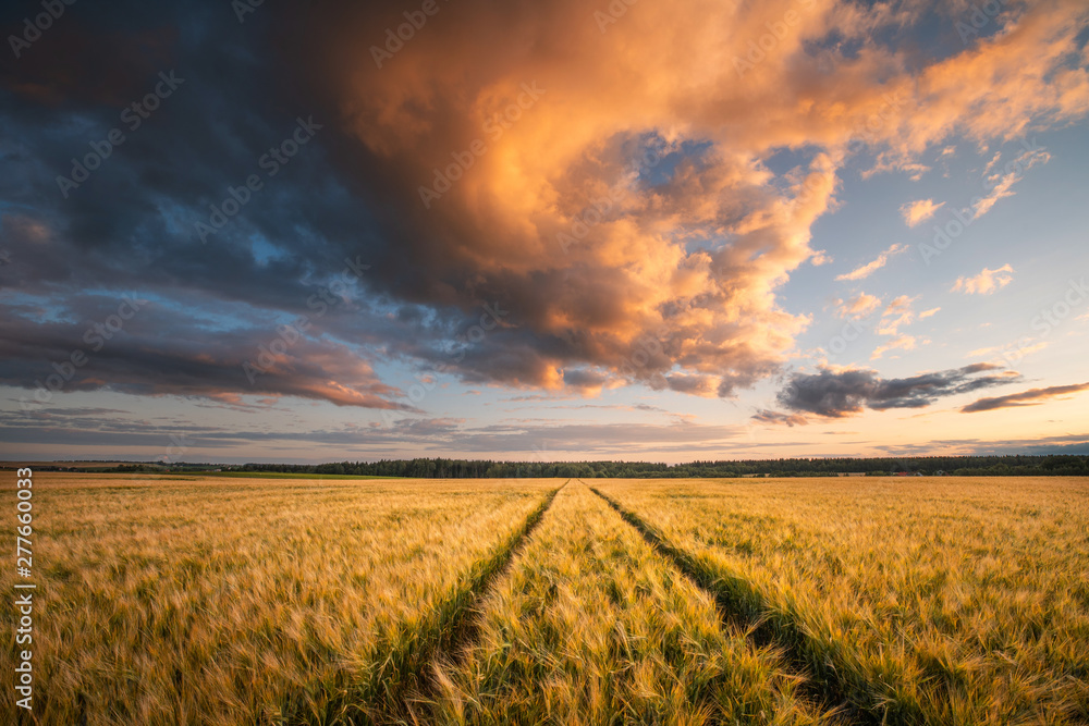 Wheat field. Agriculture.