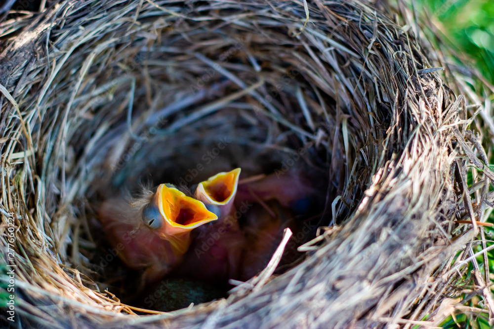 thrush chicks in a nest on a tree chicks in a nest on a tree branch close up in spring in the sunlight thrush chicks in a nest on a tree chicks in a nest on a tree branch close up in spring in the sunlight