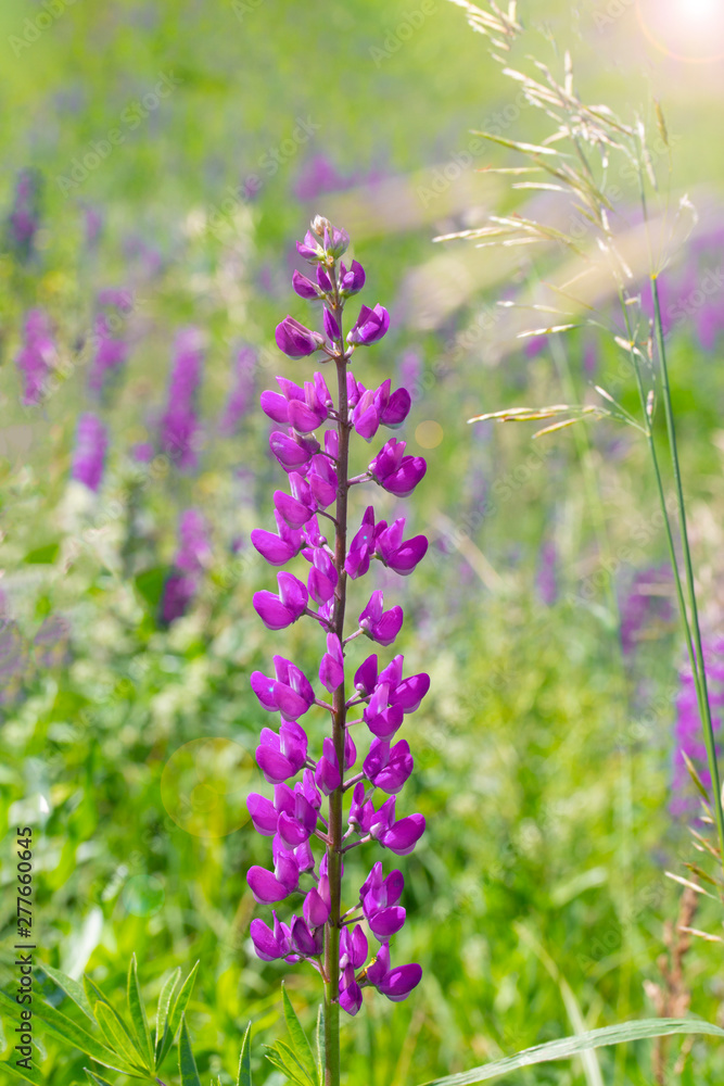 Single lupine flower in a meadow, vertical. Lilac magenta is a long stalk of lupine with many petal flowers. Wild lupine flower bloom Single lupine flower in a meadow, vertical. Lilac magenta is a long stalk of lupine with many petal flowers. Wild lupine flower bloom