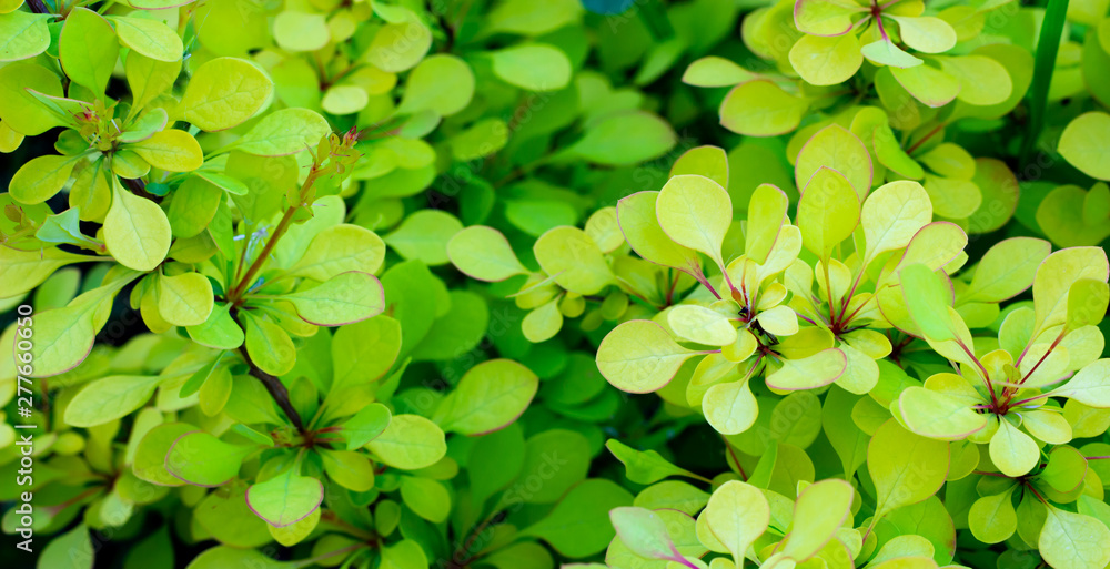 Barberry Thunberg Aurea in an open field of golden green leaves Barberry Thunberg Aurea in an open field of golden green leaves