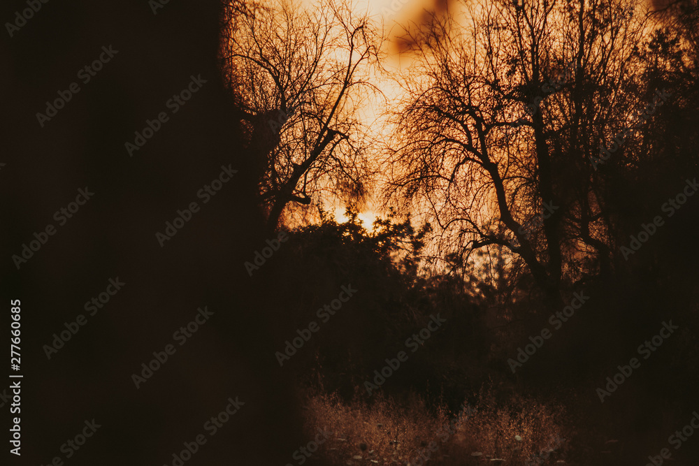 Fototapeta premium tramonto tra gli Ulivi