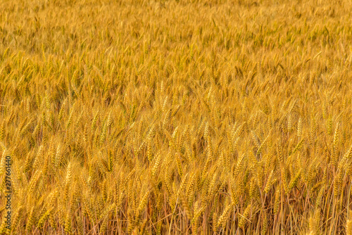 Summer  the growth of mature  harvested wheat. Tangshan  Hebei Province  China.