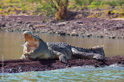 big nile crocodile with opened mouth. Crocodylus niloticus, largest fresh water crocodile in Africa, is panting and resting on ground. Chamo lake, Arba Minch Ethiopia, Africa wildlife photo