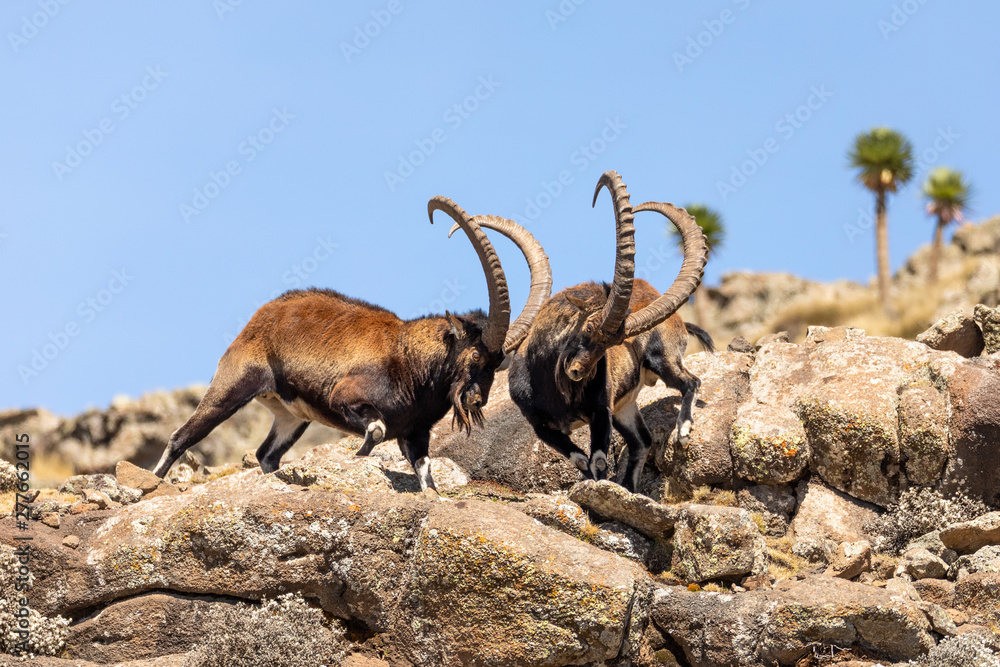 Very rare Walia ibex fighting, Capra walia, rarest ibex in world. Only about 500 individuals survived in Simien Mountains National park in Northern Ethiopia, Africa