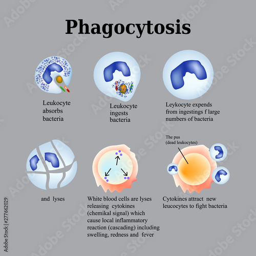 Phagocytosis. The process of destroying bacteria by leukocytes. Vector illustration on a gray background