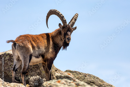 Tablou canvas Very rare Walia ibex, Capra walia, one of the rarest ibex in world