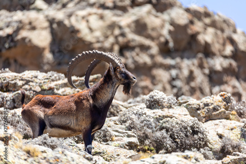 Very rare Walia ibex, Capra walia, one of the rarest ibex in world. Only about 500 individuals survived in Simien Mountains National park in Northern Ethiopia, Africa