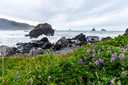 Samuel H Boardman State Park, Oregon, West Coast, United States of America, Travel USA, outdoor, adventure, landscape, rain forest, pacific ocean, nature, tourism photo