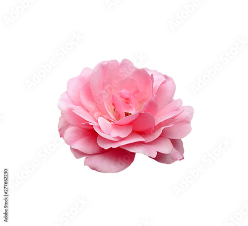 Beautiful pale pink rose isolated on a white background