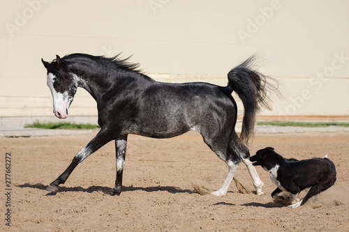 Black Arabian horse running free on sandy background  body portrait in motion