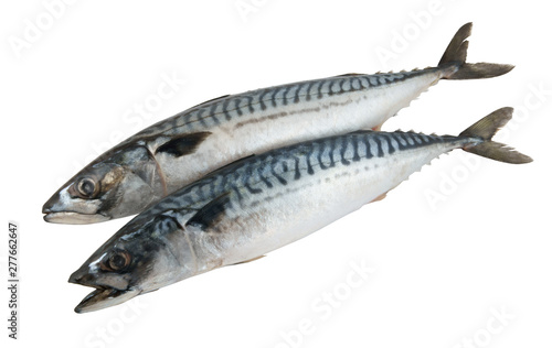 Two mackerel fishes isolated on the white background