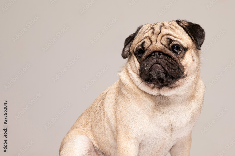 Cute dog Pug breed looking away with funny face feeling so happiness Isolated on grey background,Purebred Dog Pug Concept