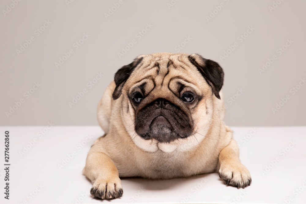 Cute dog Pug breed looking with funny face feeling so happiness Isolated on grey background,Purebred Dog Pug Concept