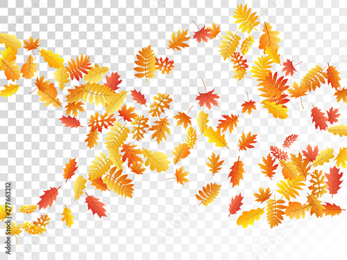 Oak, maple, wild ash rowan leaves vector, autumn foliage on transparent background.
