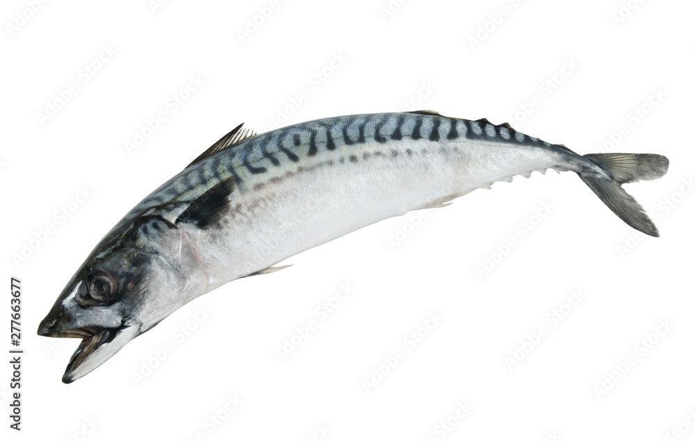 Fresh mackerel fish isolated on the white background Fresh mackerel fish isolated on the white background