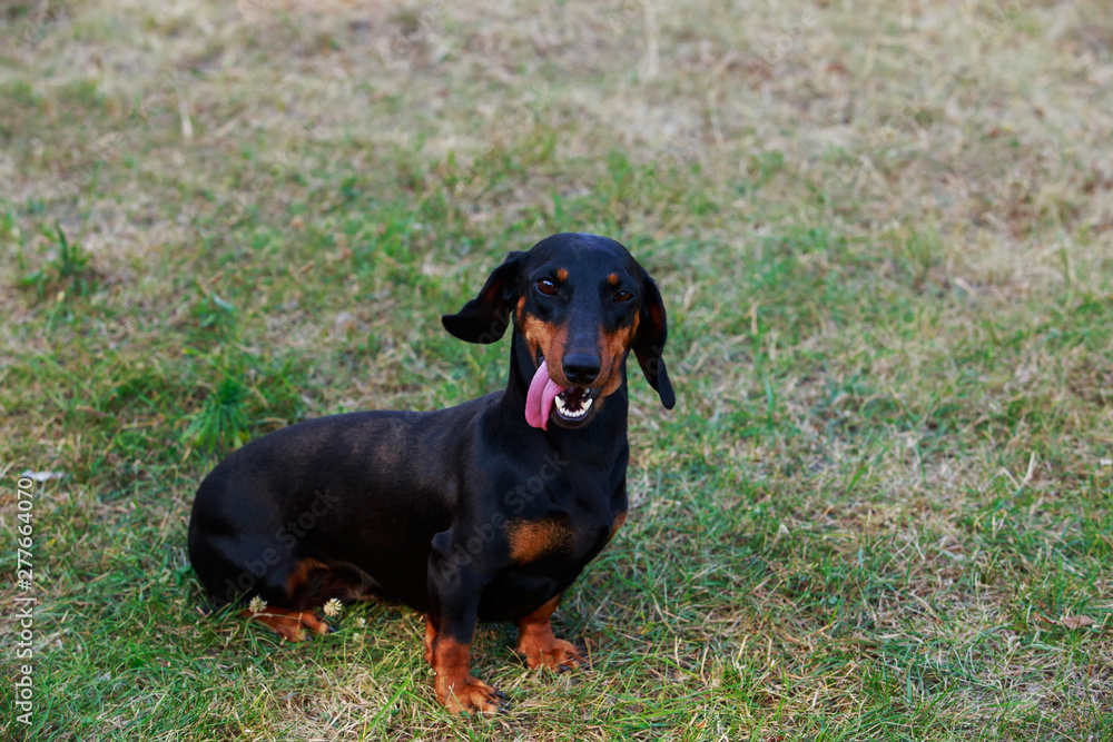 Dog breed dachshund