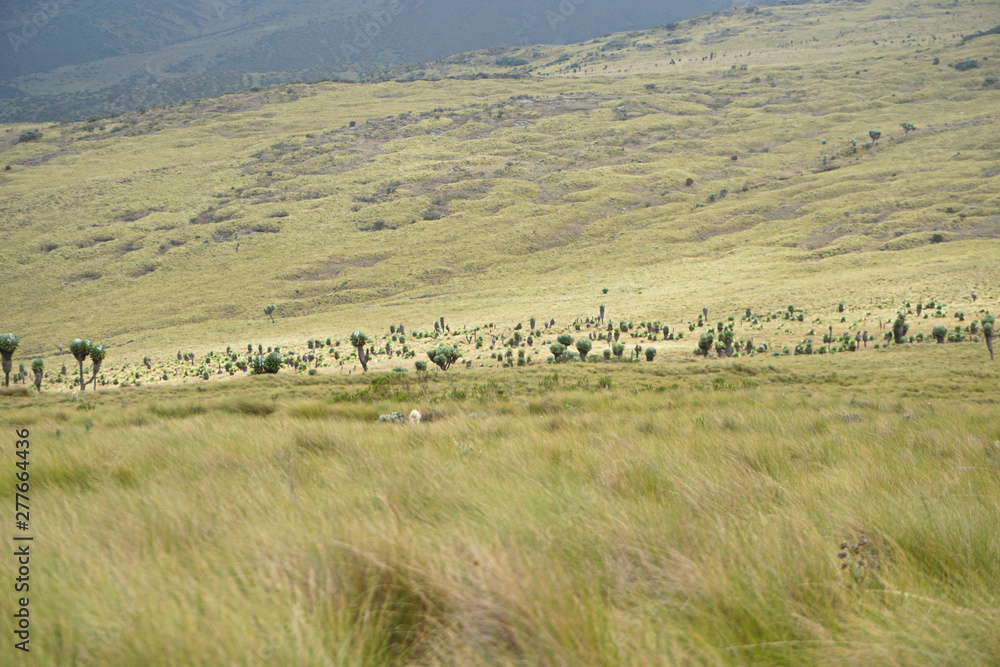 Obraz premium Open landscape of the Aberdare mountain range in Kenya