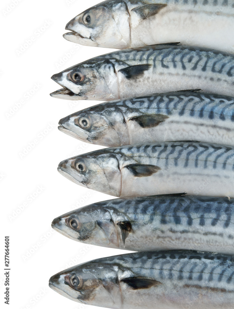 Mackerel fish isolated on the white background