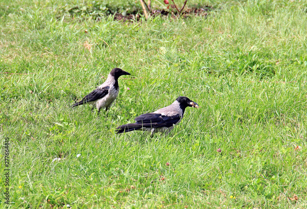 raven found delicious food in the grass raven found delicious food in the grass