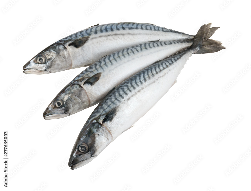 Three fresh mackerel fish isolated on the white background Three fresh mackerel fish isolated on the white background