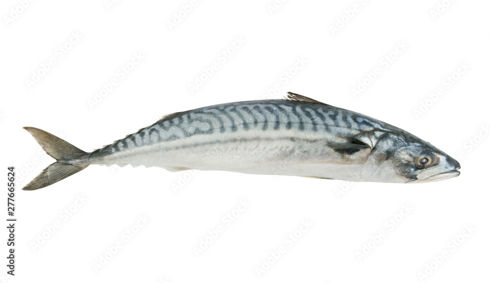 Fresh mackerel fish isolated on the white background Fresh mackerel fish isolated on the white background