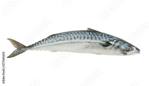Fresh mackerel fish isolated on the white background