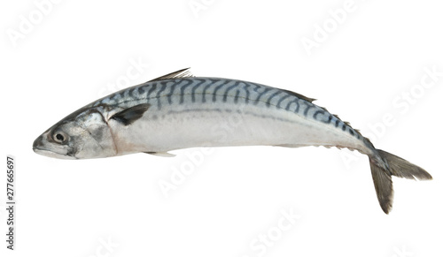 Fresh mackerel fish isolated on the white background photo