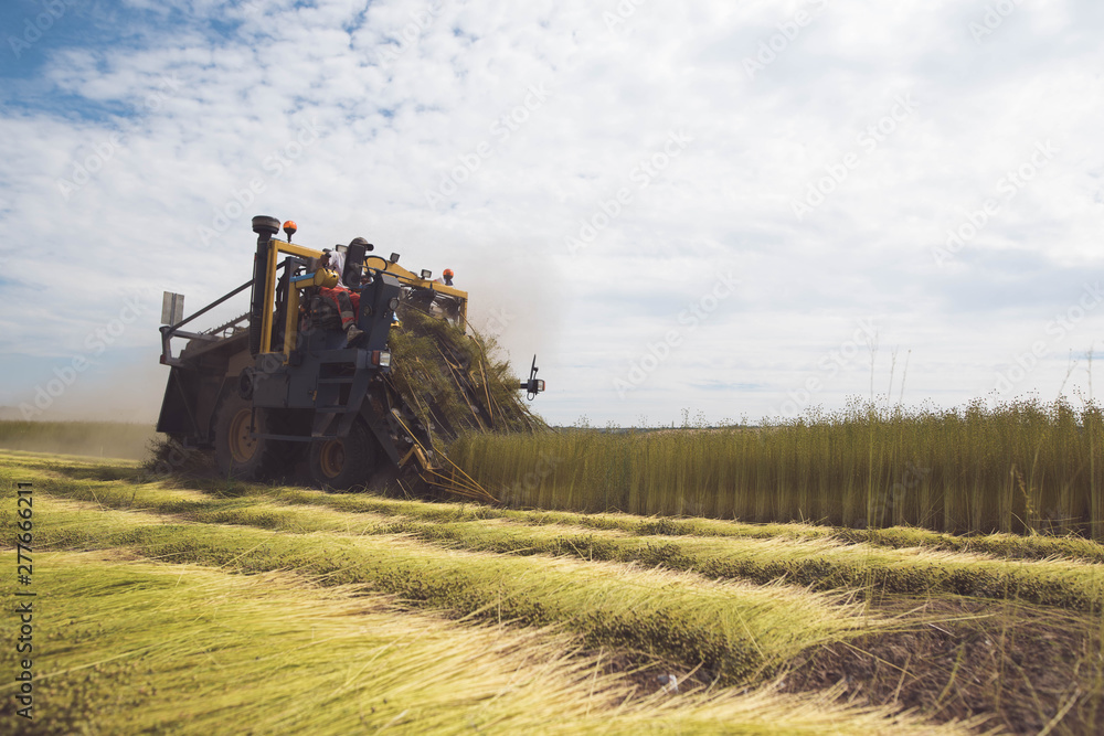 Fototapeta premium Farm worker cutting linen under a sunny sky