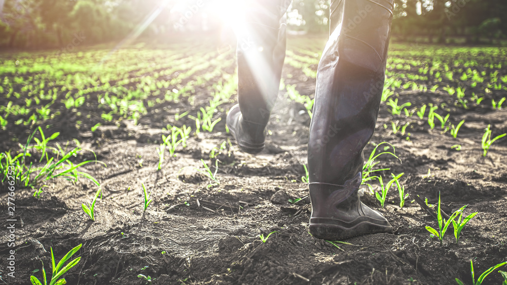 Farmer in rubber boots in the cornfield at sunset. agricultural concept. Farmer in rubber boots in the cornfield at sunset. agricultural concept.