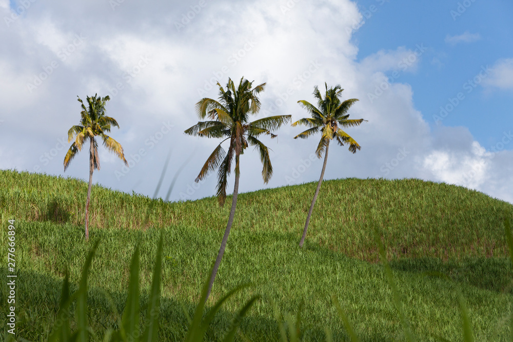 Palm trees on green hills and the blue sky with clouds, Mauritius