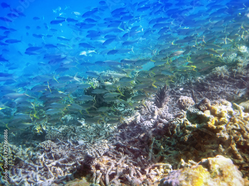 Fototapeta Naklejka Na Ścianę i Meble -  Big pack of tropical fishes over a coral reef