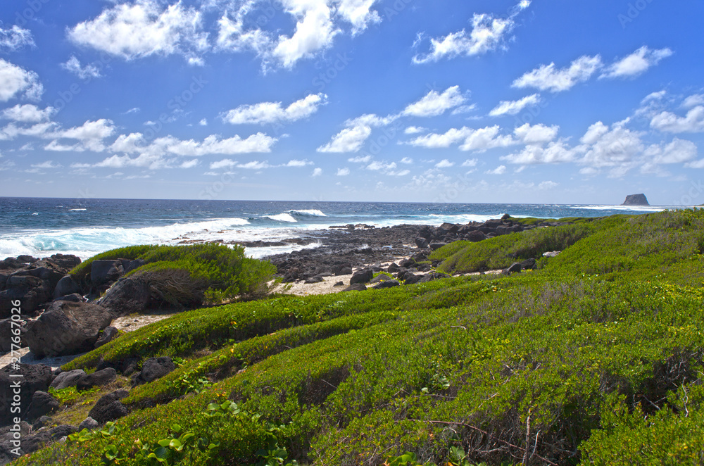 Mauritius. Tropical plants at the stony sea edge Mauritius. Tropical plants at the stony sea edge