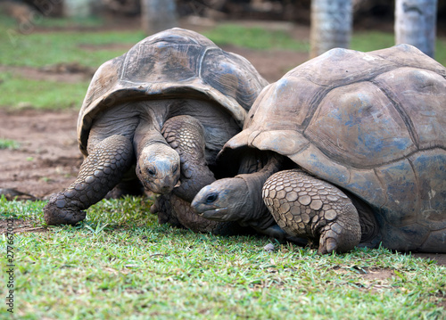 two Big Seychelles turtles in park...